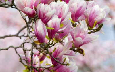 Naissance de la « Cie Azur Magnolia »