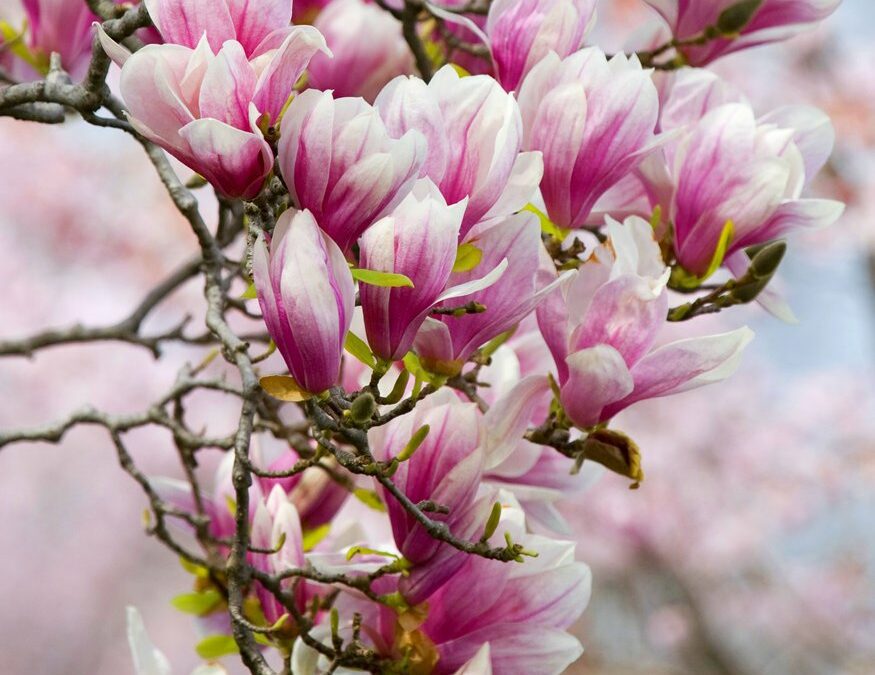 Naissance de la « Cie Azur Magnolia »